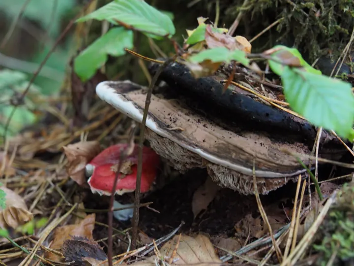 Vagevuurbos an Lippensgoed-Bulskampveld (Belgium)